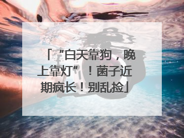 “白天靠狗，晚上靠灯”！菌子近期疯长！别乱捡
