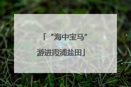 “海中宝马”游进霞浦盐田