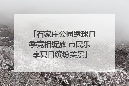 石家庄公园绣球月季竞相绽放 市民乐享夏日缤纷美景