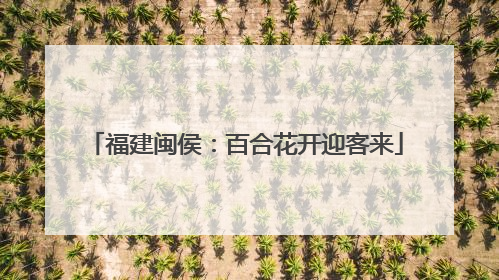 福建闽侯：百合花开迎客来