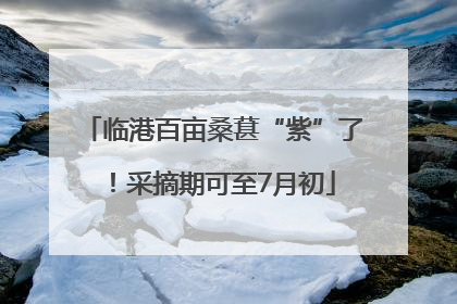 临港百亩桑葚“紫”了！采摘期可至7月初