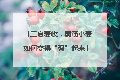 三夏麦收：弱筋小麦如何变得“强”起来