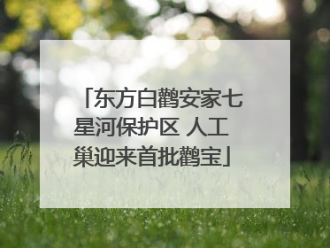 东方白鹳安家七星河保护区 人工巢迎来首批鹳宝