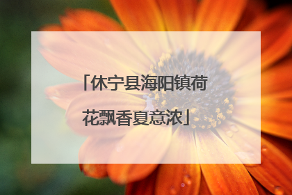 休宁县海阳镇荷花飘香夏意浓