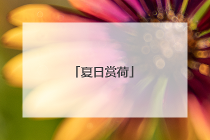 夏日赏荷