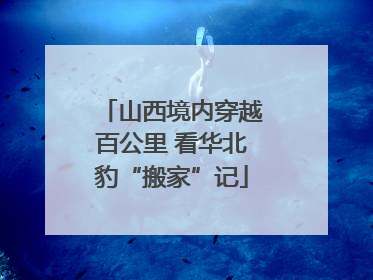 山西境内穿越百公里 看华北豹“搬家”记