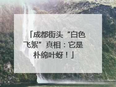 成都街头“白色飞絮”真相：它是朴绵叶蚜！