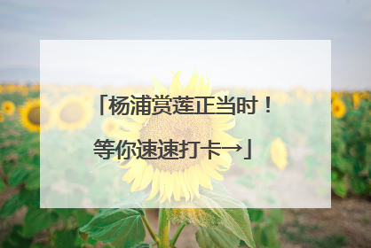 杨浦赏莲正当时！等你速速打卡→