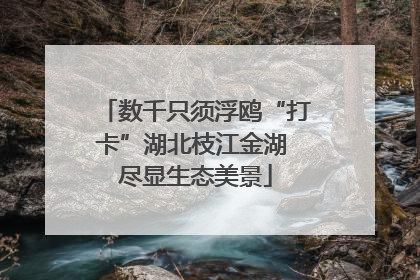 数千只须浮鸥“打卡”湖北枝江金湖 尽显生态美景