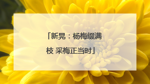 新晃：杨梅缀满枝 采梅正当时