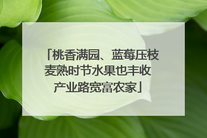 桃香满园、蓝莓压枝 麦熟时节水果也丰收 产业路宽富农家