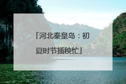 河北秦皇岛：初夏时节插秧忙