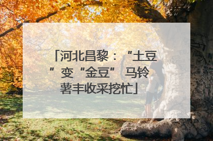 河北昌黎：“土豆”变“金豆” 马铃薯丰收采挖忙