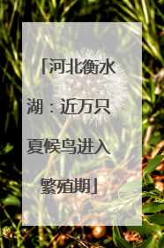 河北衡水湖：近万只夏候鸟进入繁殖期