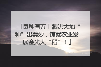 良种有方丨泗洪大地“种”出美妙，铺就农业发展金光大“稻”！