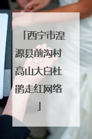西宁市湟源县前沟村高山大白杜鹃走红网络