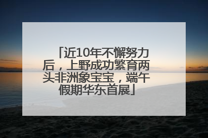近10年不懈努力后，上野成功繁育两头非洲象宝宝，端午假期华东首展